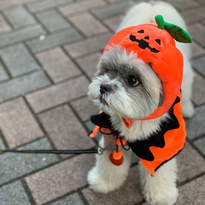 55608d98 b362 4d7c bc7a 3063cc4ab21c 1604120344873