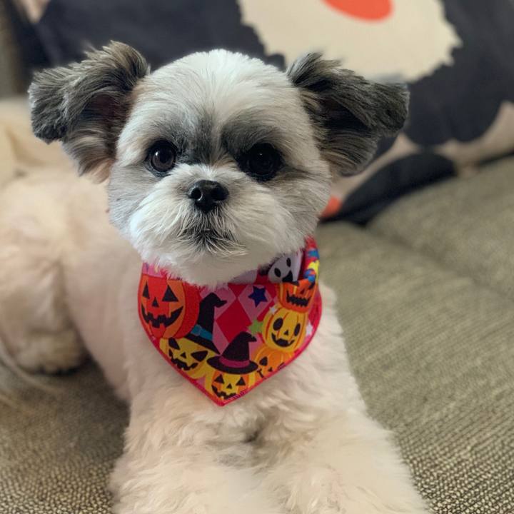 5563089d 576b 4994 80ff c1b34c246fb1 1572523484036