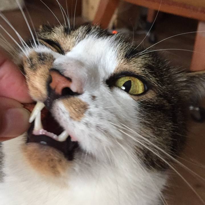 5564fc7a 2eed 4b40 8388 ab1422ccf3e1 1540667693817