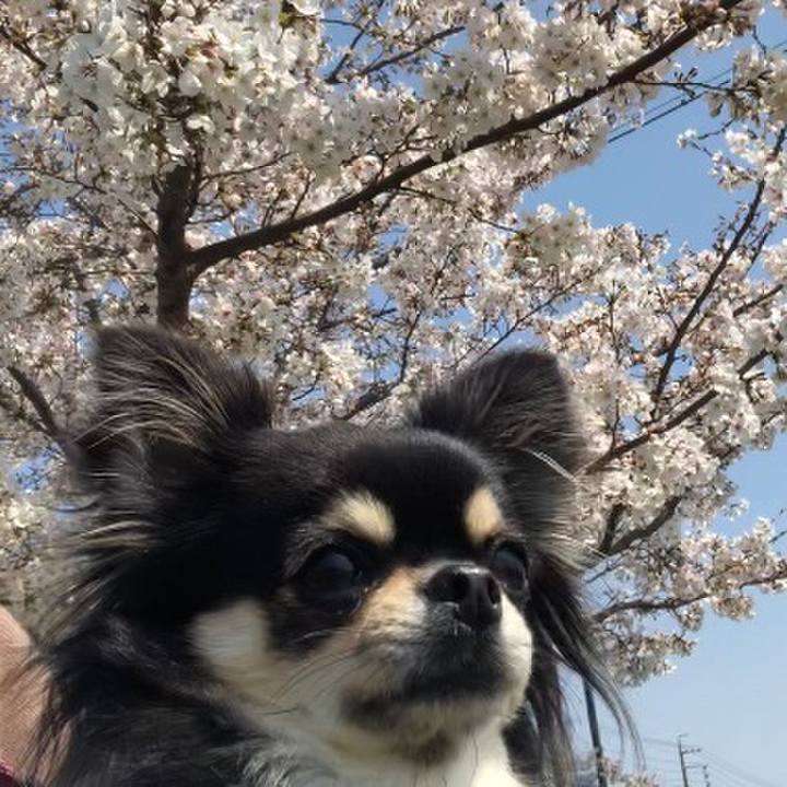 5565014e da66 4809 bb11 aba9a4ea030f 1585984821850