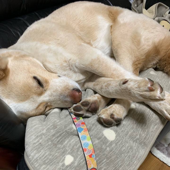 5565c995 c753 4490 9d9c ca93a3a9b142 1548255920416