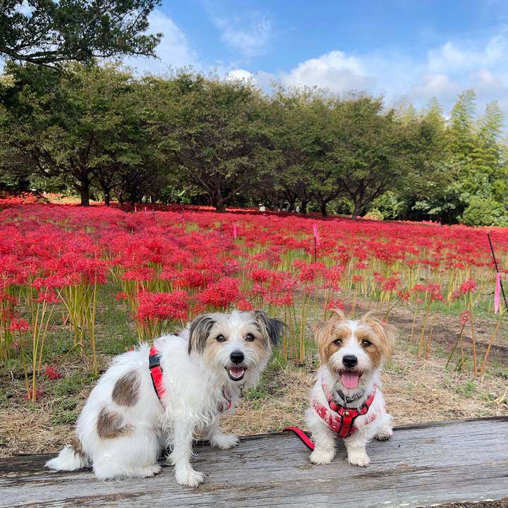 5565ecf3 1879 4a39 a779 93b0d53dbbef 1759400689034