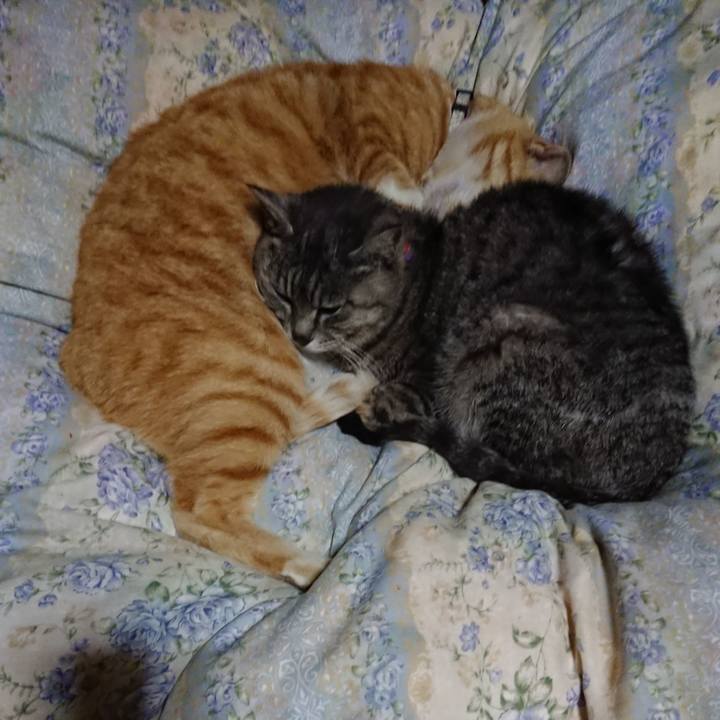 55661d95 87a2 4a7e 9971 3bc6f5296d8b 1588767449856