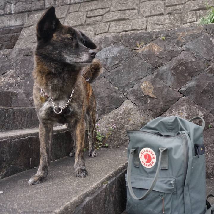 55668011 8176 4d86 9548 80405deab19c 1526047616430