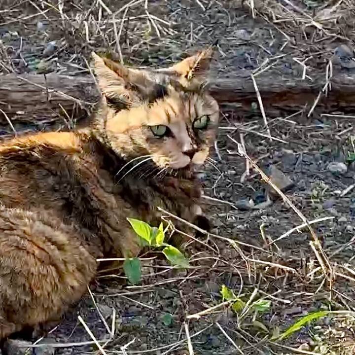 5567849b 3acf 4bc1 bfb0 e5507fd426c6 1761724325170