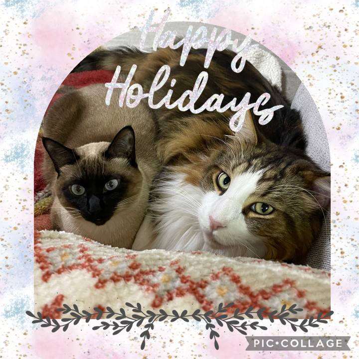 556811bf 41f3 4012 90e1 7aee02ceab25 1766606932151