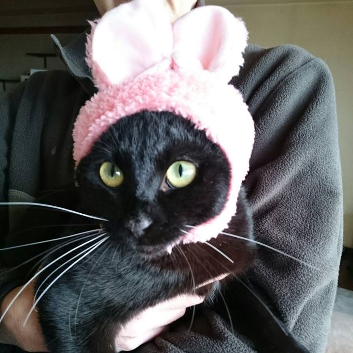 556a91cd 7986 406d aca3 d46132f76cf8 1513503099039