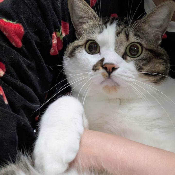 556acba9 f15b 4322 ab1b 93b55f6eba6d 1762339933922