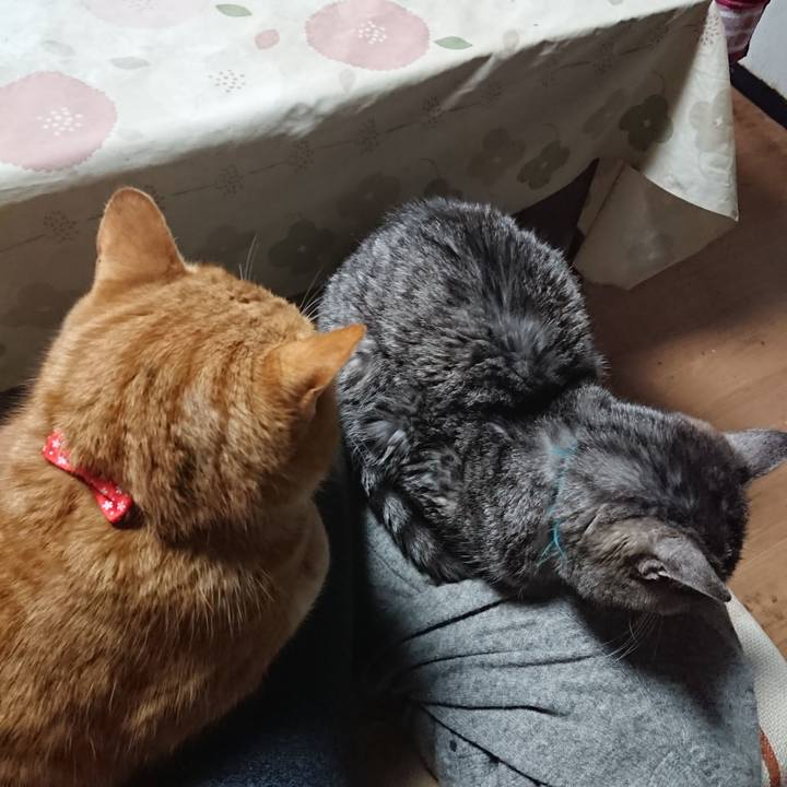 556cadfe 457f 420b acdb f2399e64cc7b 1577393277523