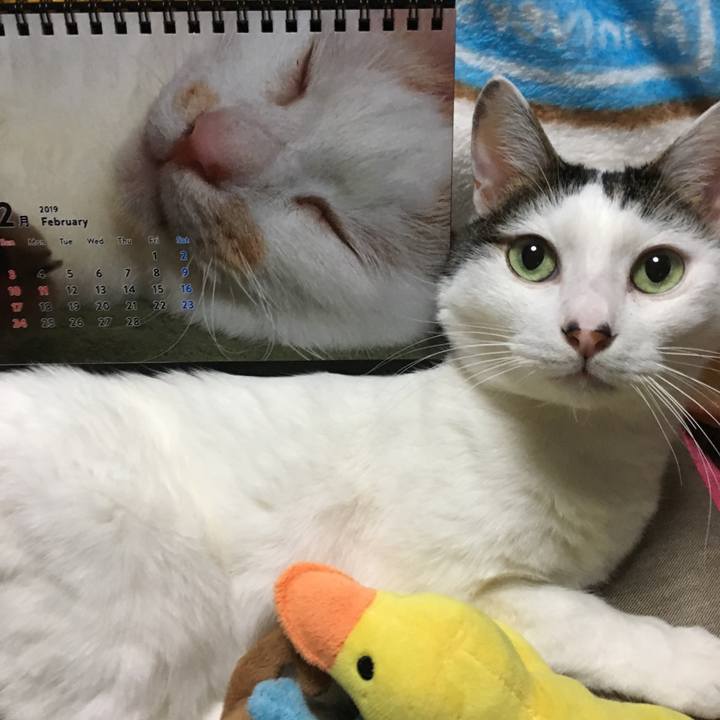 556d97cc e58a 4914 8400 0fbcbce440b0 1548768229386