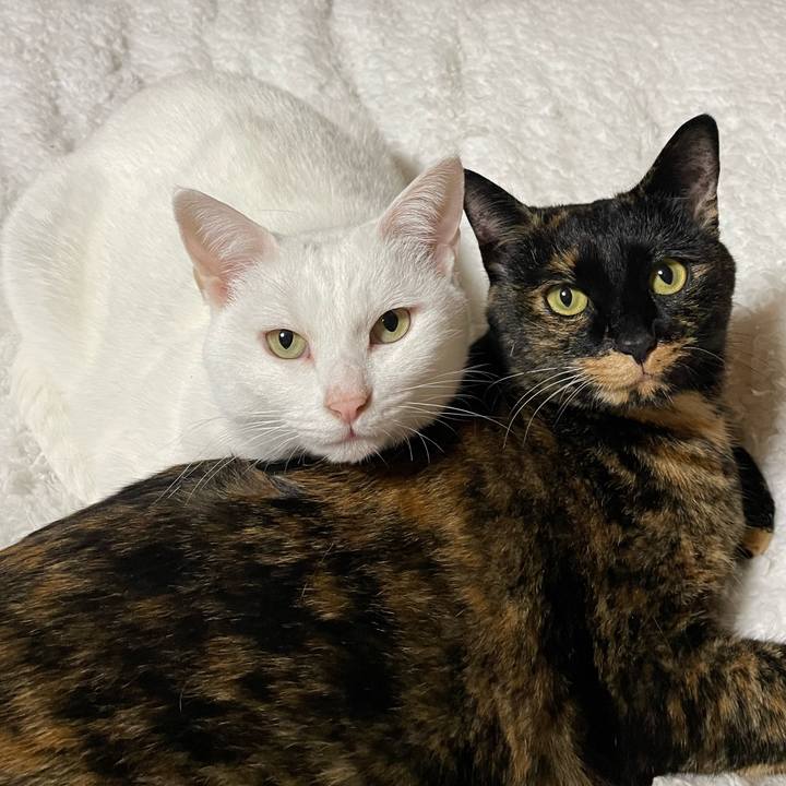 556ea5a4 ee10 4505 8ed0 281bcd387f5b 1762934628788