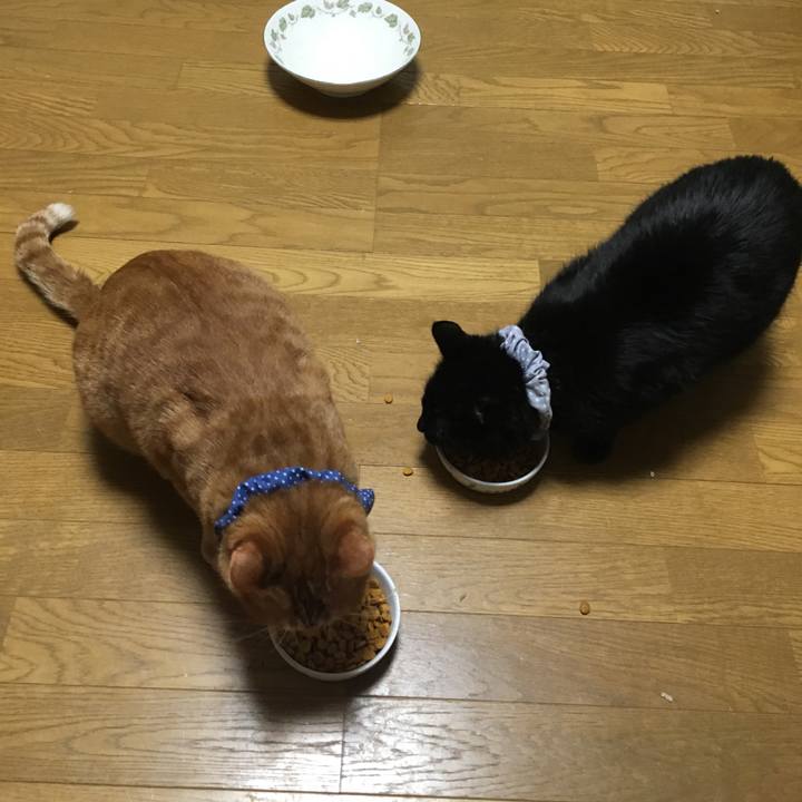 556f7a01 2fca 4a8e 9aec 394bc41a4fe1 1544699596465