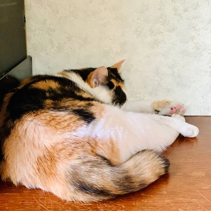 556f7a06 84a5 4c58 a97a 24c84dd0d7da 1605752160002