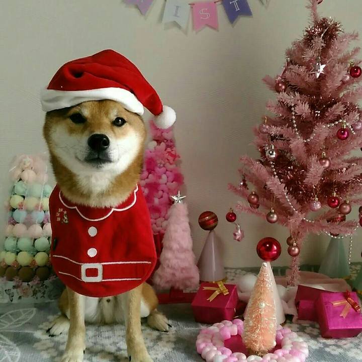 556fd8de 66e9 40d0 b077 8f1dc2943ea7 1545560184207