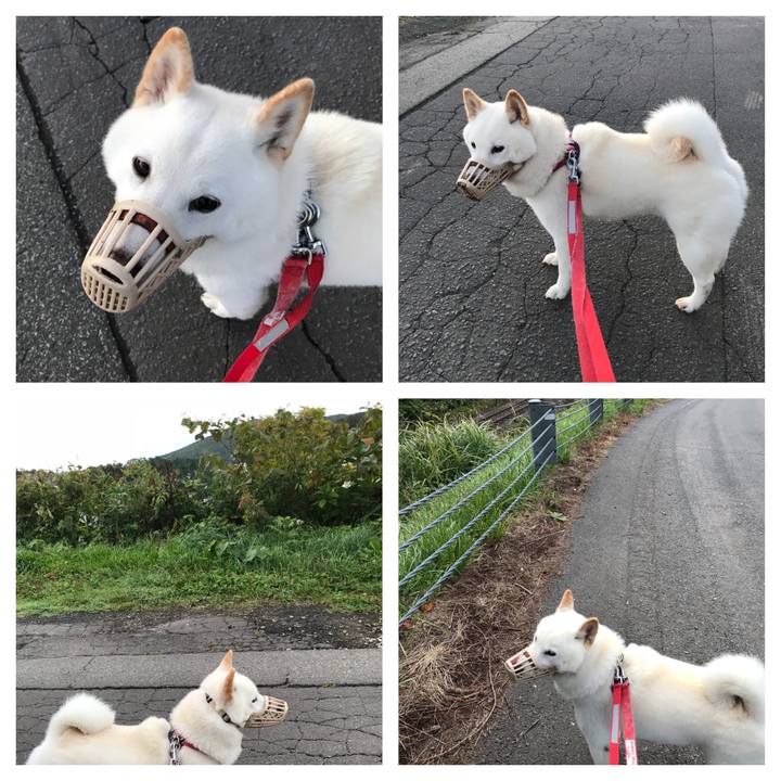 556fdf50 56f8 457a 94bd c83b516cd9f1 1538215794960