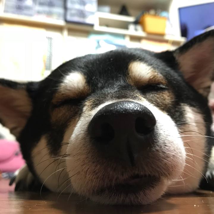 55759483 9258 4f6a 8b76 9d5b3da0da64 1508938653058