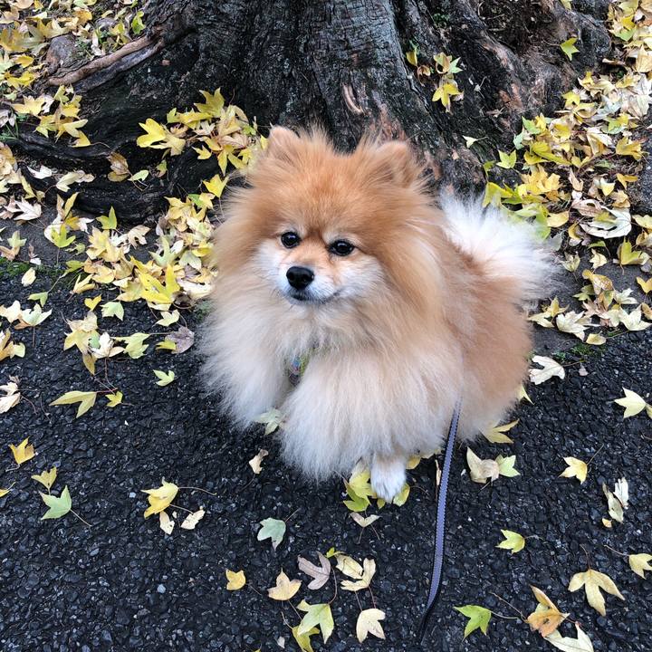 557c488f 33fd 4bd0 ac14 6a22f666f542 1575597678072