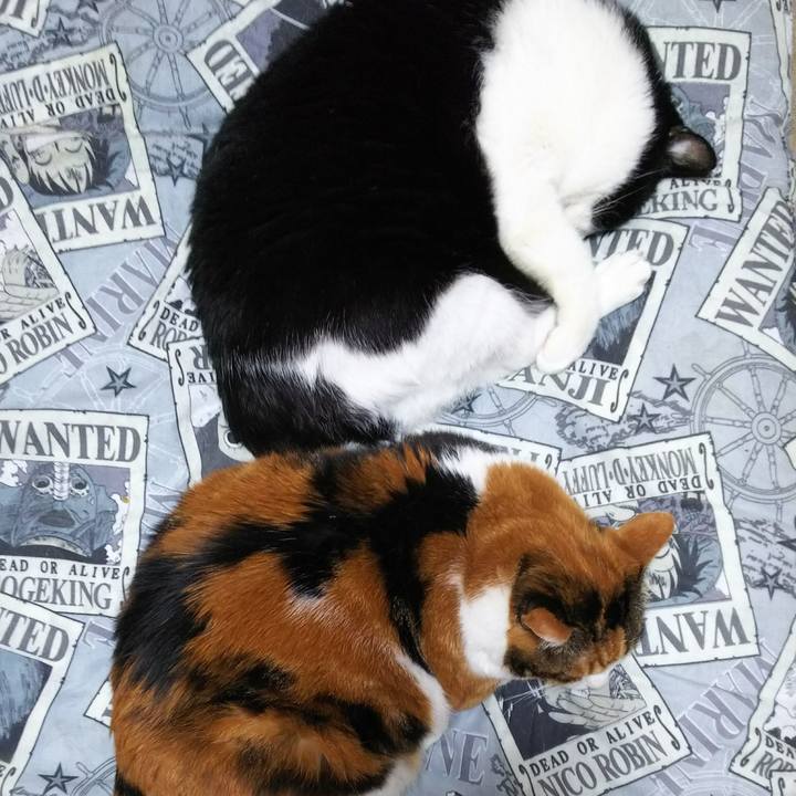 557c9bd2 ac67 49c8 b7ba cf21f911524a 1529117407905