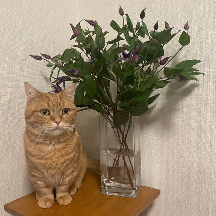 557ca52a cf4c 4348 829e b7003f492471 1768203871040