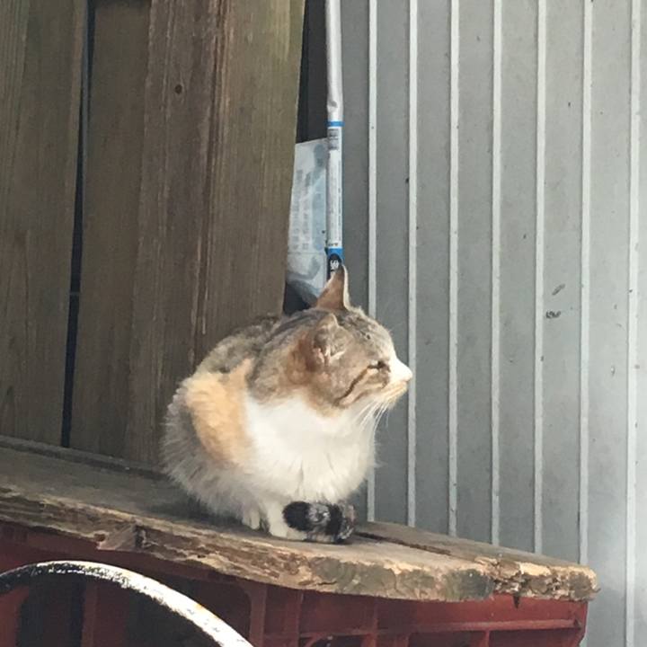 557de158 3108 4865 87ee d193a130fede 1553415076986