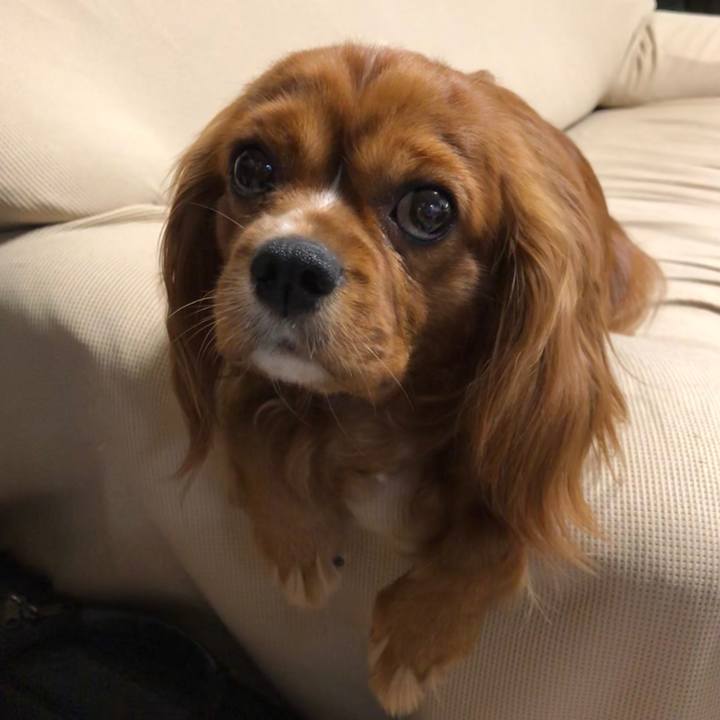 557e09e6 8e71 46e9 b235 24d6022f8ef8 1561556970780