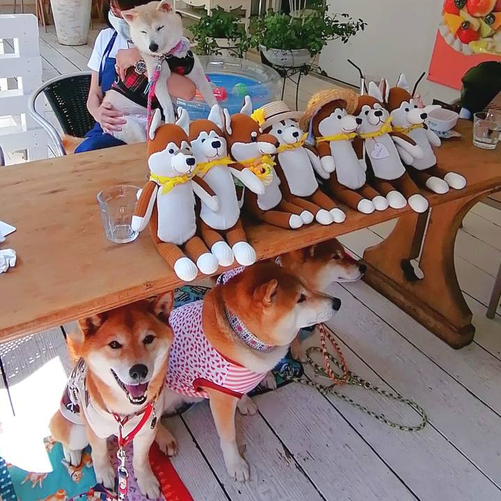 5582c857 41d8 4deb b840 a2b6a7356712 1653310436453