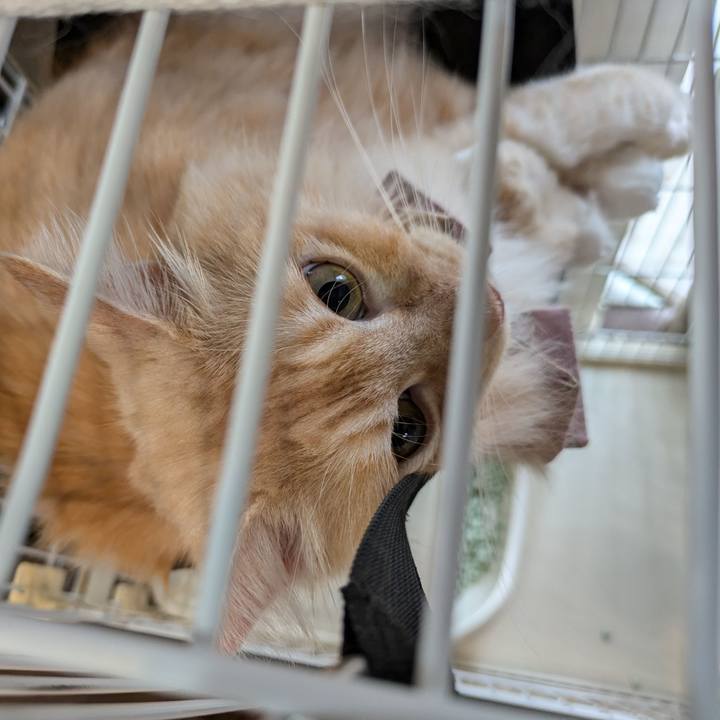 5583a202 30f1 46c3 93ae 68699a799020 1726704550198