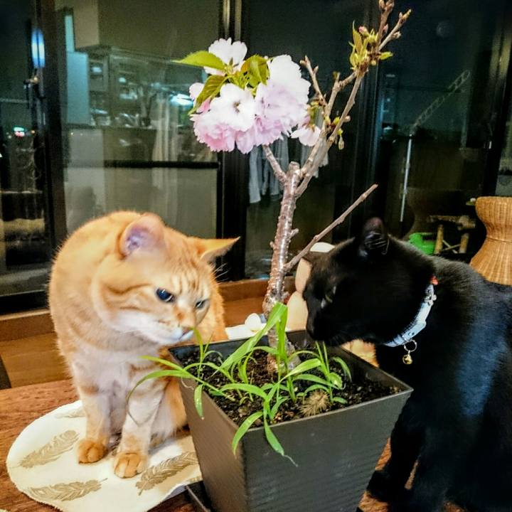 5589b8b4 ae5b 4c99 a050 4521e86c2142 1523880905685