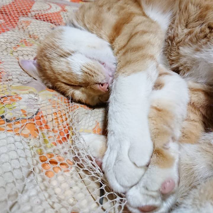 558efa02 0255 46c5 a49e 5a508a738cbb 1572181580512