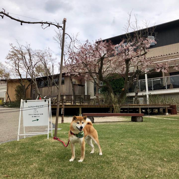 558f19db 8327 4036 a5ea c0d119fcd658 1522921124119