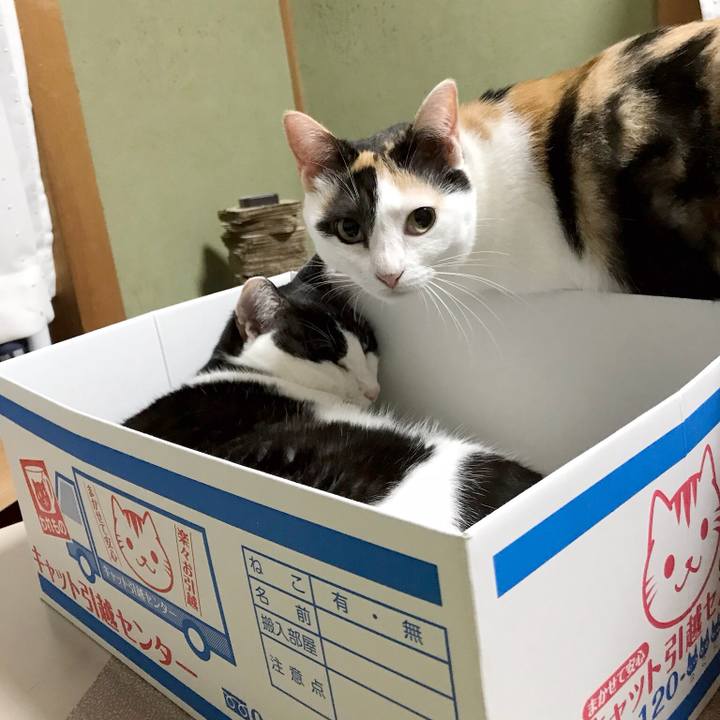 55909331 c950 4e40 ace9 5dea4cbd68e9 1535726188457