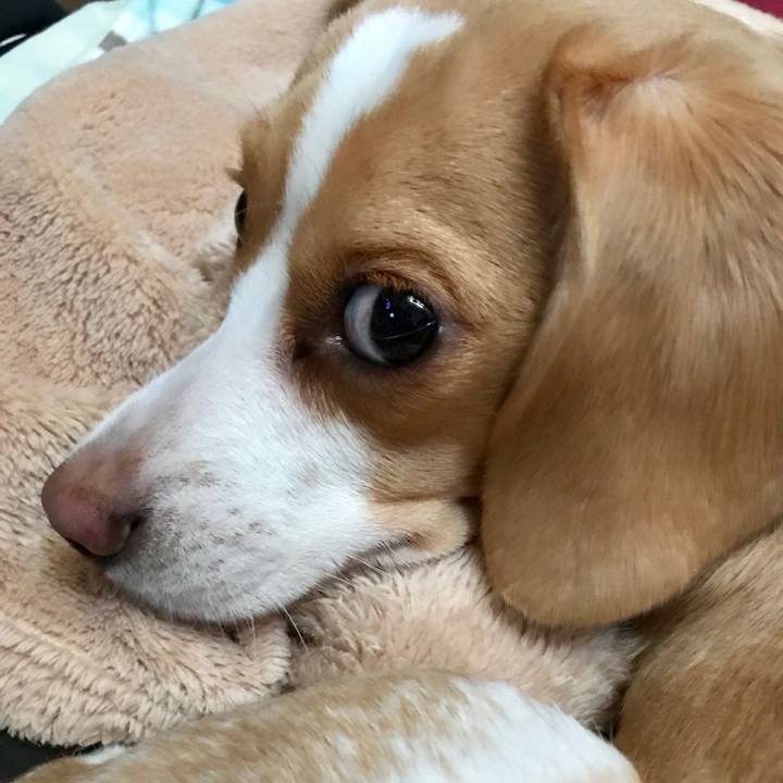 5595a359 5185 4dfb b291 f646944a41ad 1526336976958