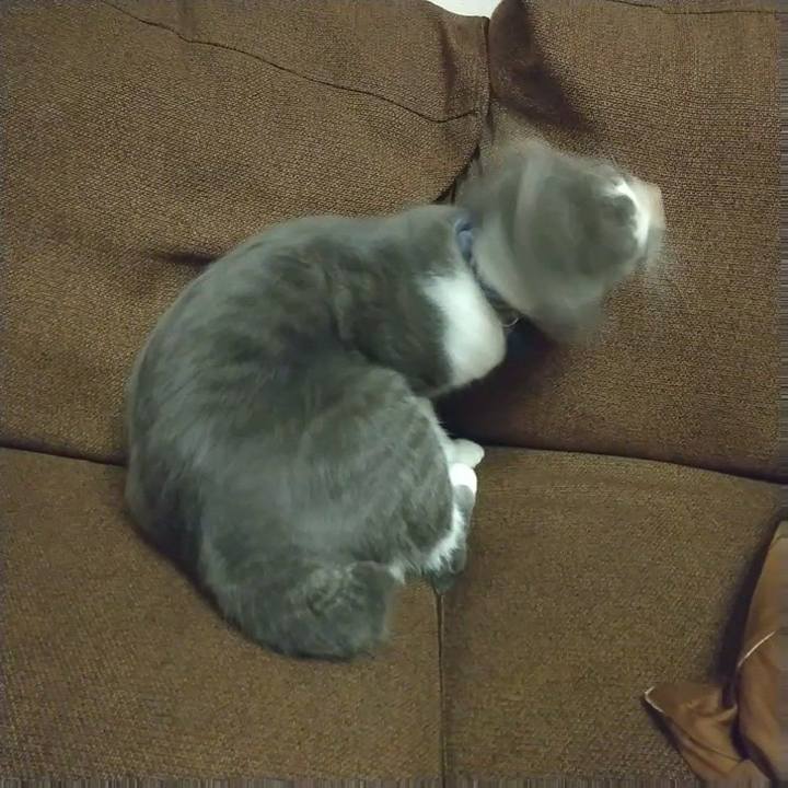 5595b2ad 3cb9 4b44 8f4c c3543503d6fa 1607784858571