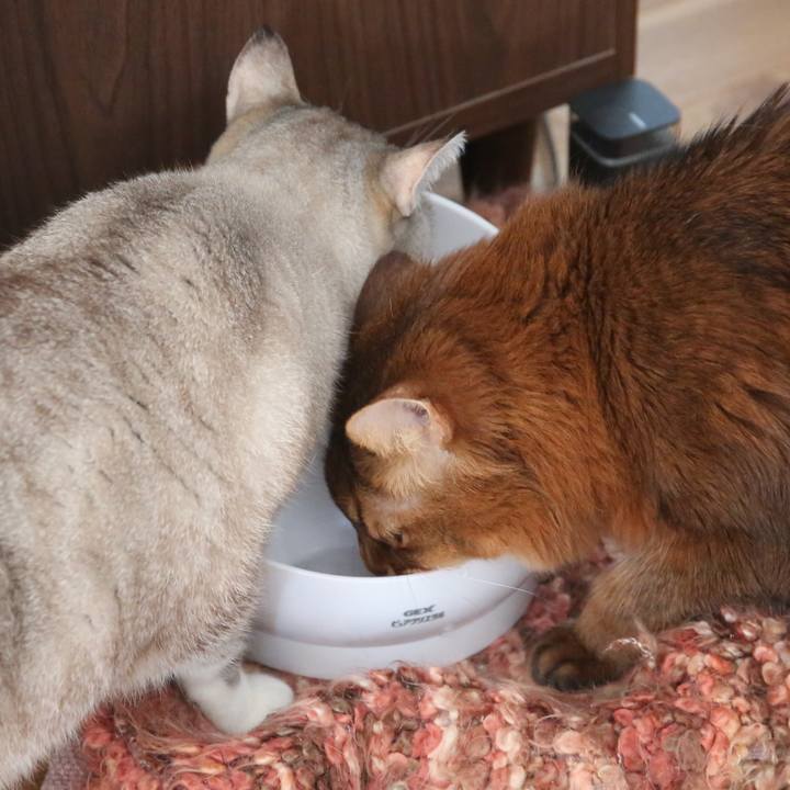 5597f6cd 2172 41d1 9ee6 9d3272a023d8 1739159104673