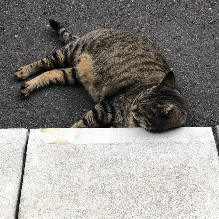 55993828 33c5 48ac 8030 cad253111f60 1522834623089