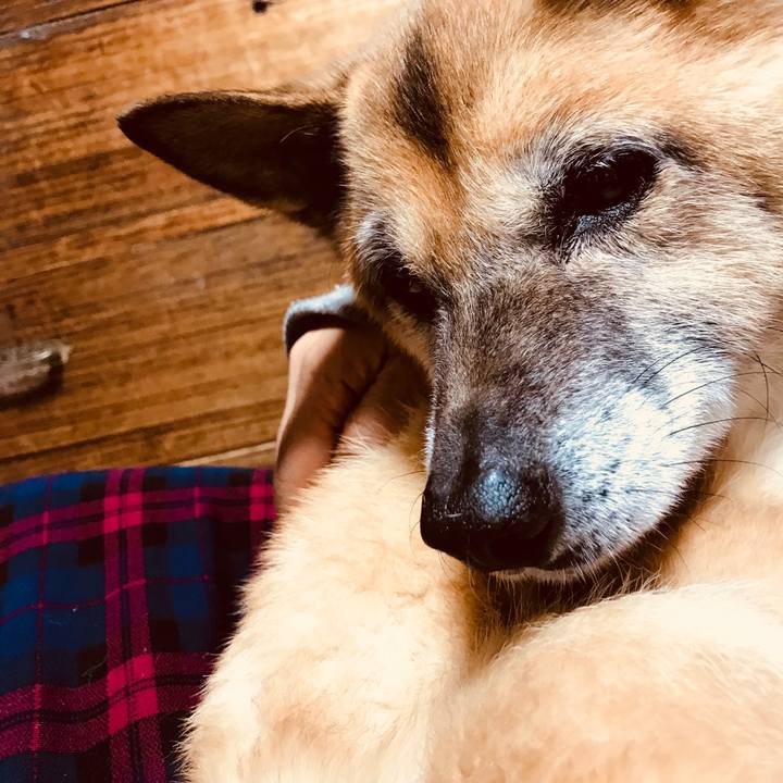 559aea6b 621f 4a9a a994 6daa162688d1 1543057992810