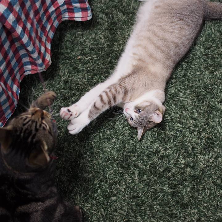 559c74b5 9ca7 4a13 ac2e cff46444b81c 1582346597870