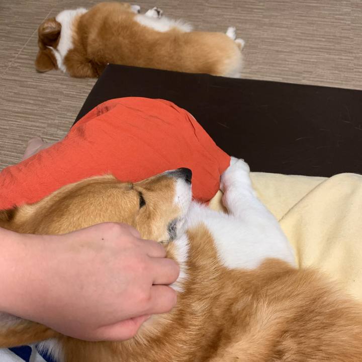 559e12a3 db83 4ee4 83bd 273f6b4df50d 1589583773294