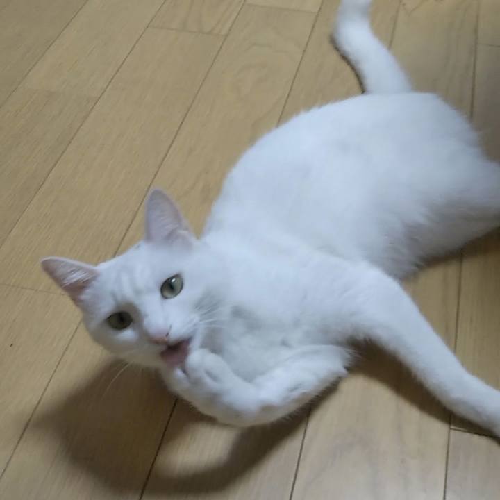 559f1b36 31c4 48bf b75c 4f2436d5bfc0 1626042253352