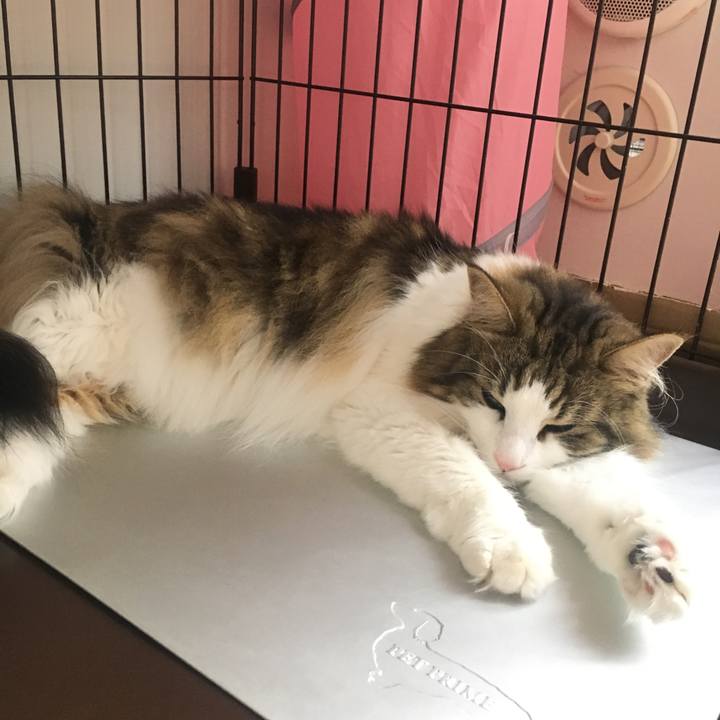 55a0f694 065c 4e9c 94c5 35520b6dd265 1563523027998