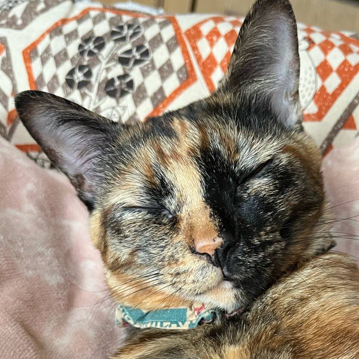 55a1133b b9da 45b0 a88b a574900257c3 1666495846928