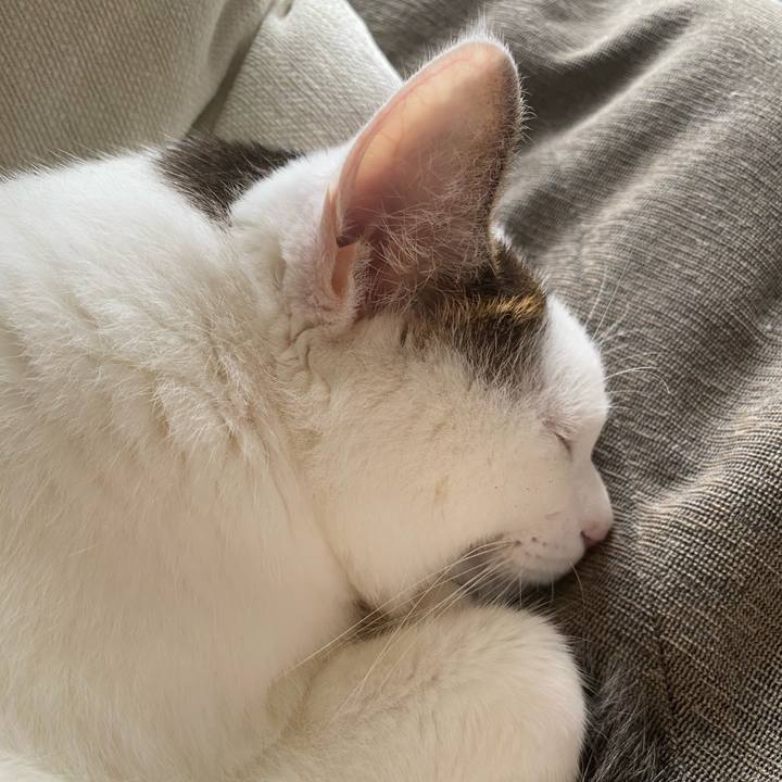 55a148a4 0346 4fff 970c 41378c10cb16 1693790279758