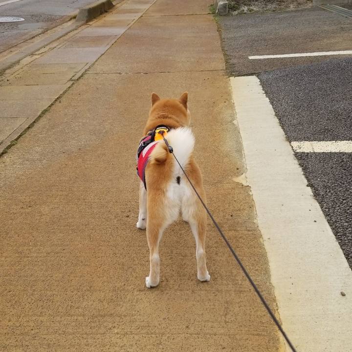 55a17635 8ef9 40a2 9e5b d5e8ad751daf 1583645561679