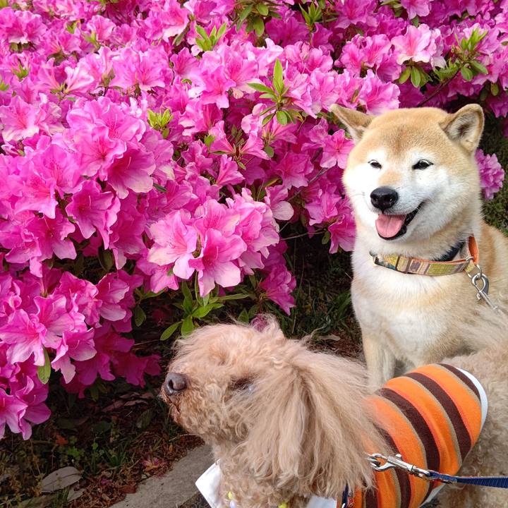 55a31af9 8a06 43d9 863b 1c6c87120d55 1619512181046