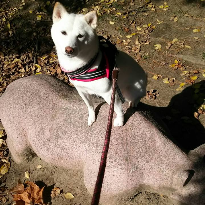 55a37d48 a27a 411c 907d f9ff1dcc9ab7 1542338591623