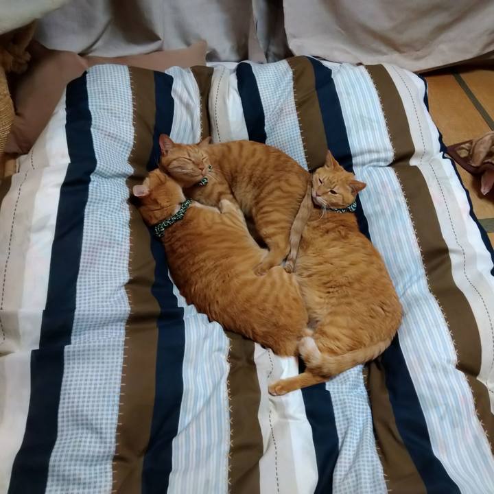 55a38833 5ce5 4d4b 85eb a34adc895c6d 1605602102200