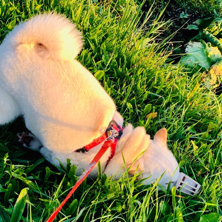 55a3b02b 0155 43b8 848b c14126ad553a 1570659117507