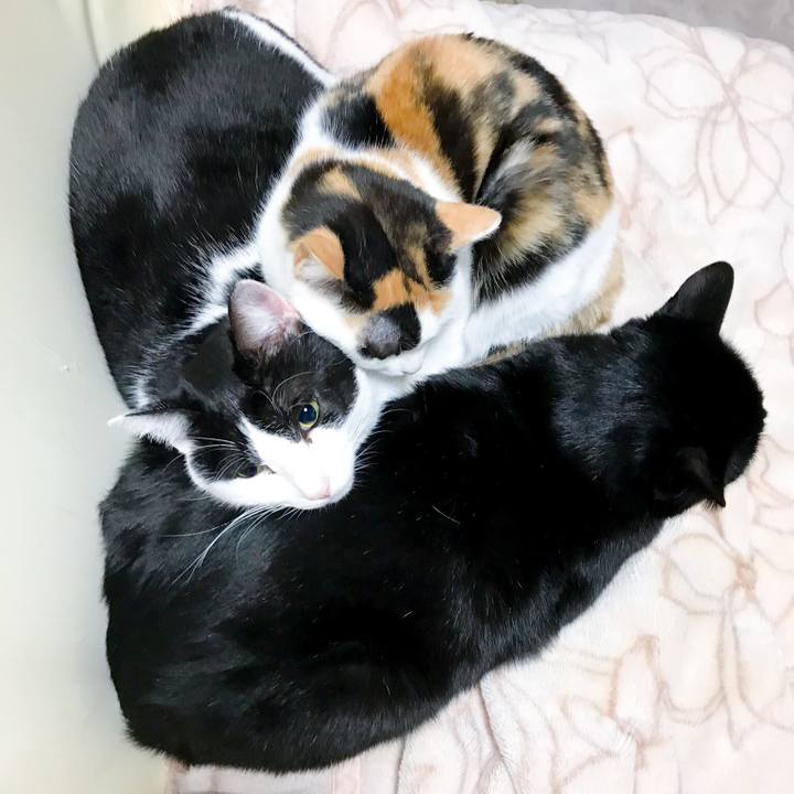 55a40f9c 9a57 4840 acee 45556e62b262 1513948784291