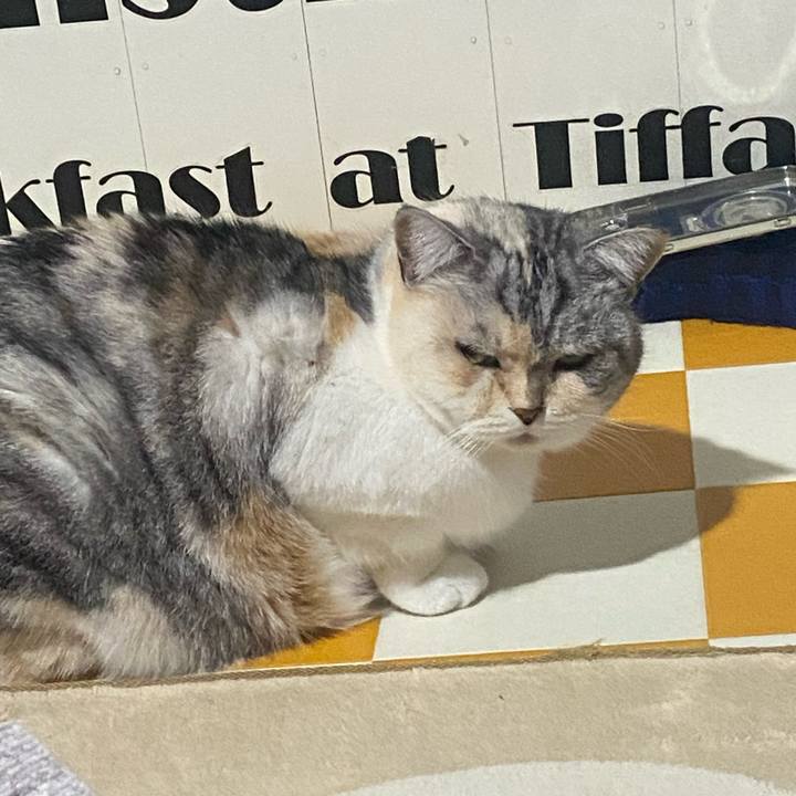 55a44ed1 7ed0 4c8f 94d2 5ca4a057ba08 1737557354242