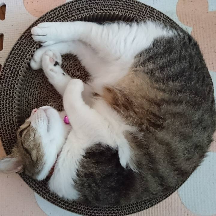 55a4814c 919e 4a10 8b7f e40aa6cd6a9a 1531790013673